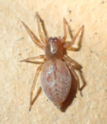 Clubiona comta